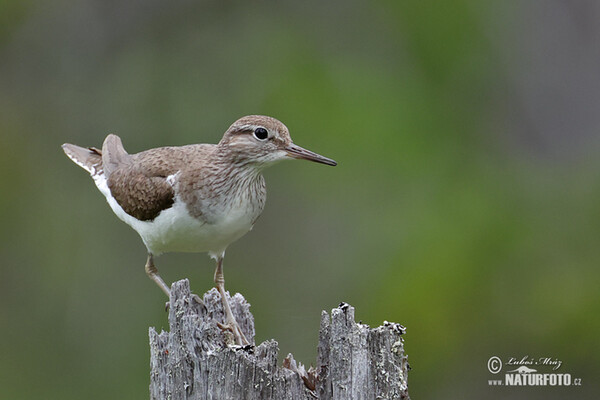 Common Sandpiper (Actitis hypoleucos)