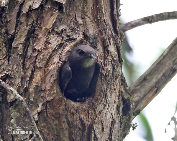 Common Swift (Apus apus)