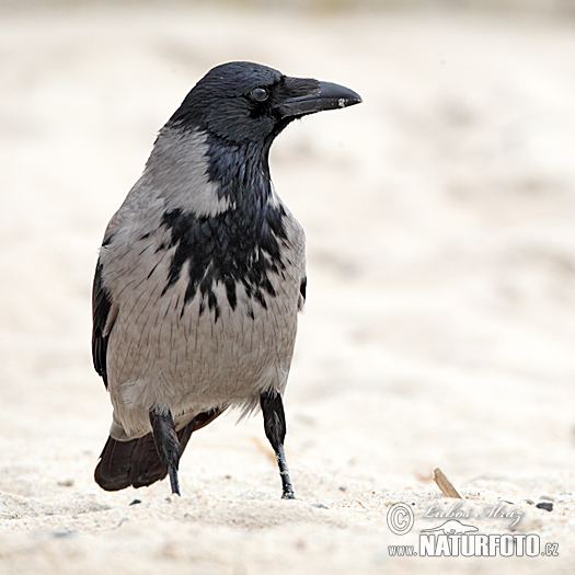 Corvus cornix