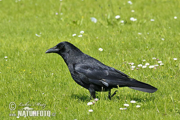 Corvus corone