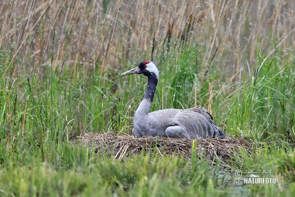 Crane (Grus grus)