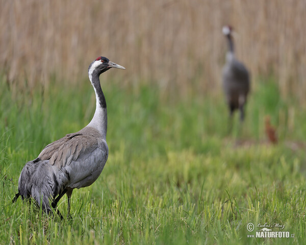 Crane (Grus grus)