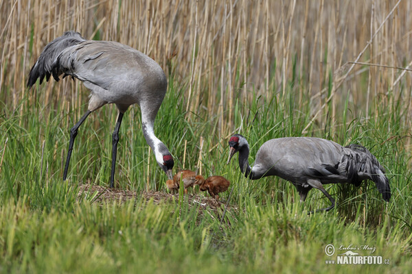 Crane (Grus grus)