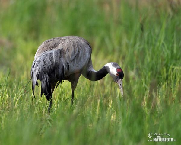 Crane (Grus grus)