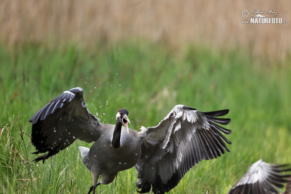 Crane (Grus grus)