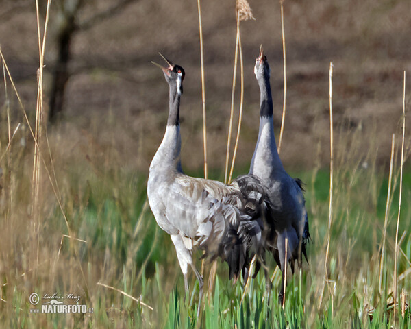 Crane (Grus grus)