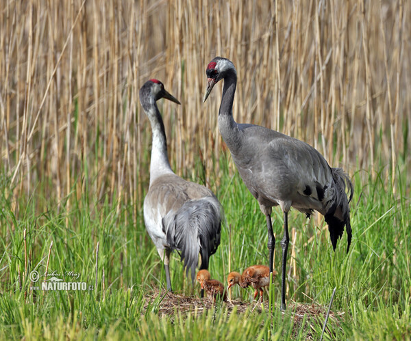 Crane (Grus grus)