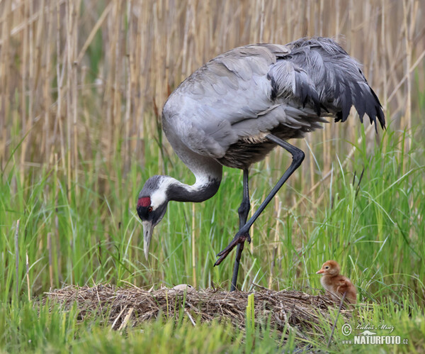 Crane (Grus grus)