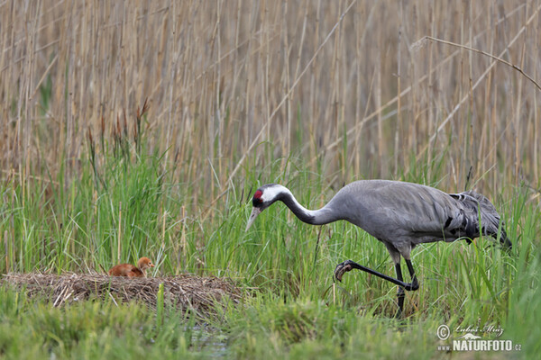 Crane (Grus grus)