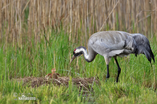 Crane (Grus grus)