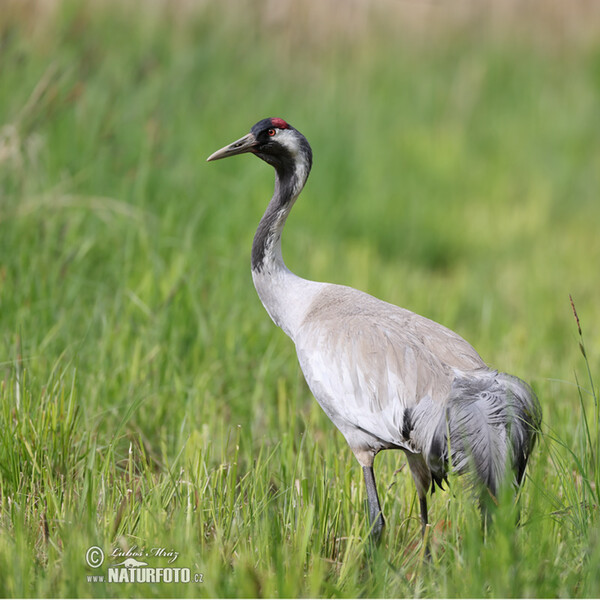 Crane (Grus grus)