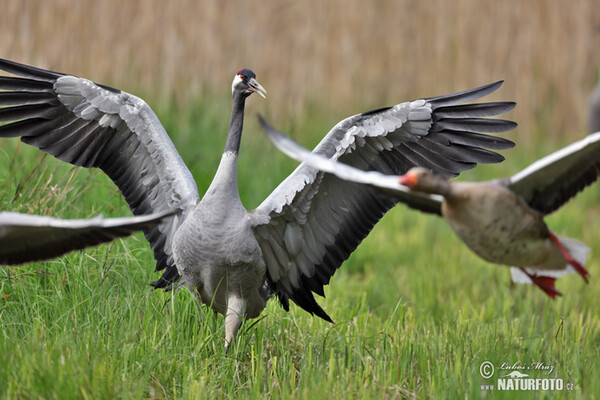 Crane (Grus grus)