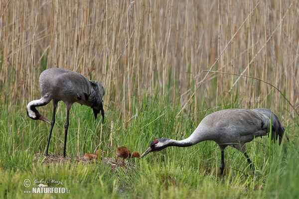 Crane (Grus grus)