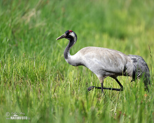 Crane (Grus grus)