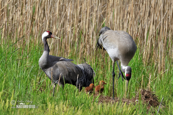 Crane (Grus grus)