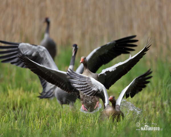 Crane (Grus grus)