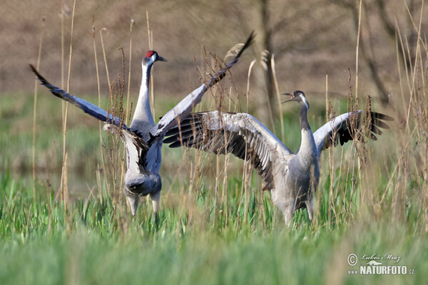 Crane (Grus grus)