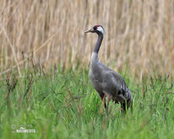 Crane (Grus grus)