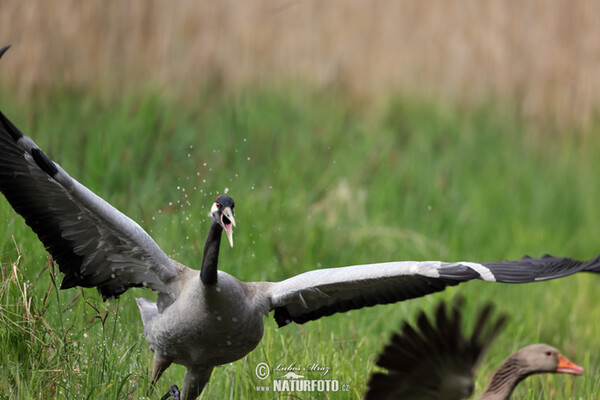 Crane (Grus grus)