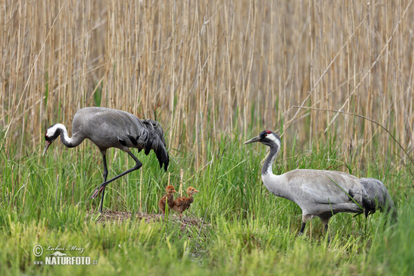 Crane (Grus grus)