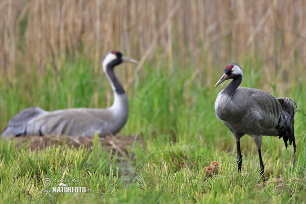 Crane (Grus grus)