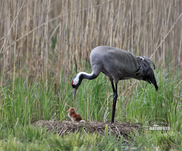 Crane (Grus grus)