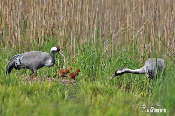 Crane (Grus grus)