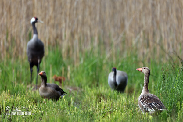 Crane (Grus grus)