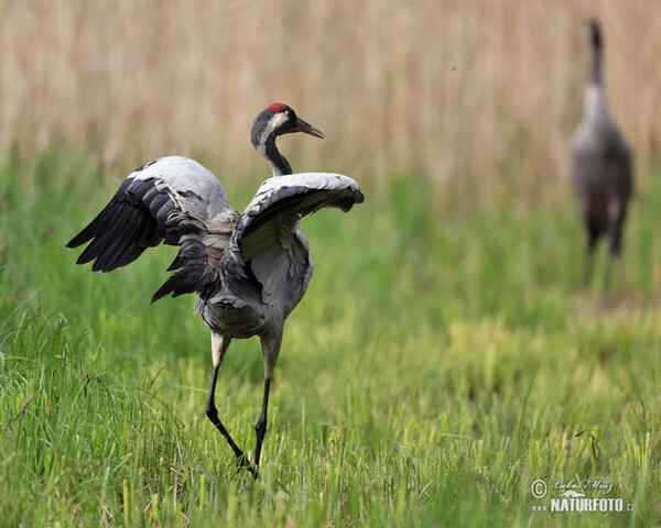 Crane (Grus grus)