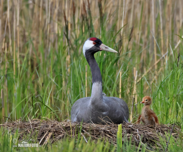 Crane (Grus grus)