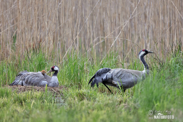 Crane (Grus grus)