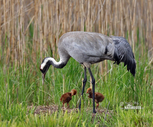 Crane (Grus grus)