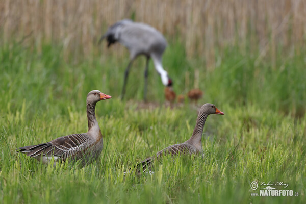 Crane (Grus grus)