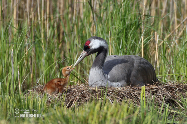 Crane (Grus grus)