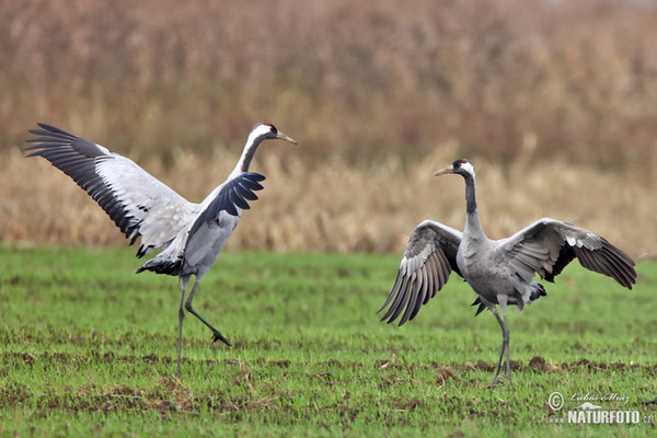 Crane (Grus grus)