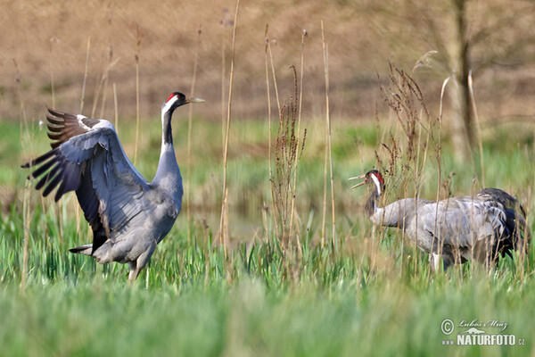 Crane (Grus grus)