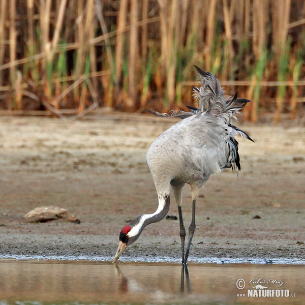 Crane (Grus grus)