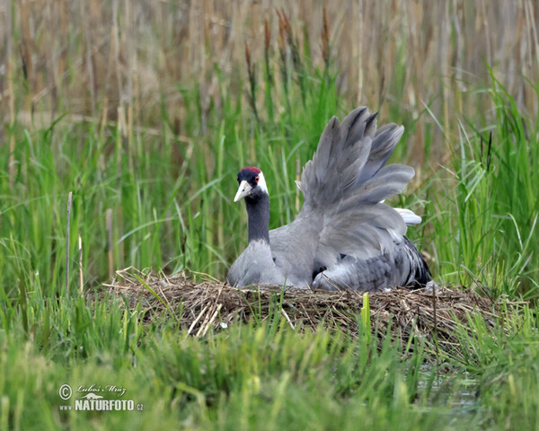 Crane (Grus grus)