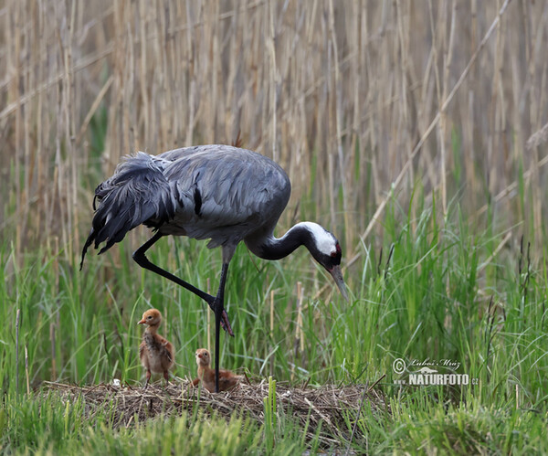 Crane (Grus grus)