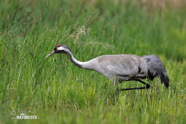 Crane (Grus grus)