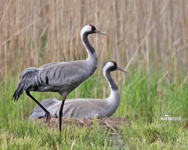 Crane (Grus grus)