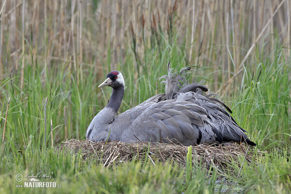 Crane (Grus grus)