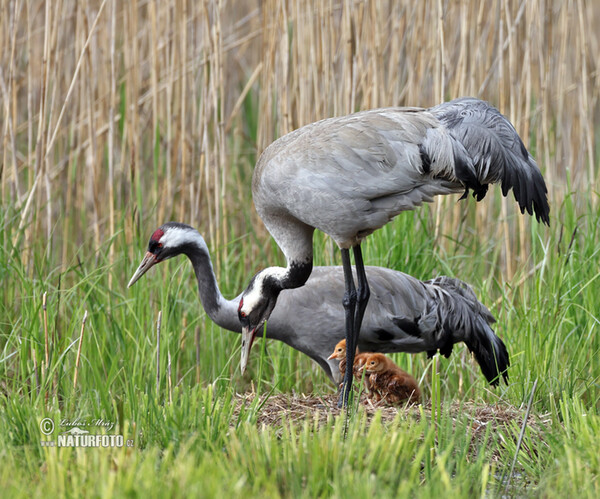 Crane (Grus grus)