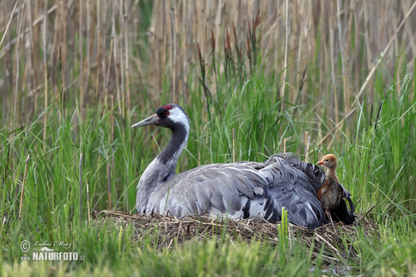 Crane (Grus grus)