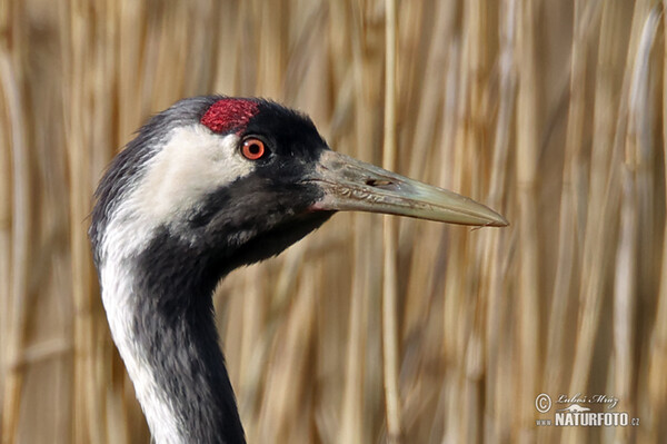 Crane (Grus grus)