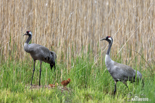 Crane (Grus grus)