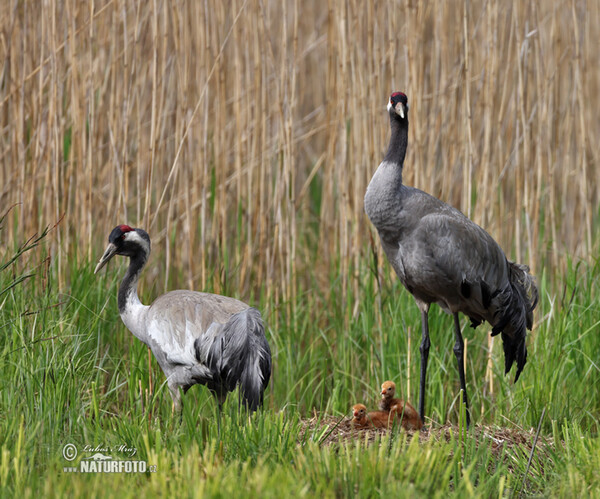 Crane (Grus grus)