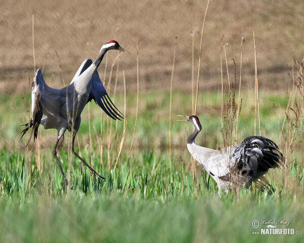 Crane (Grus grus)