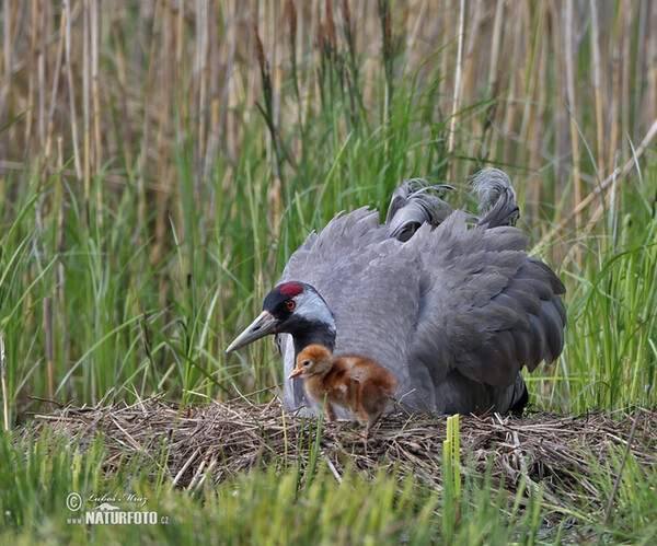 Crane (Grus grus)