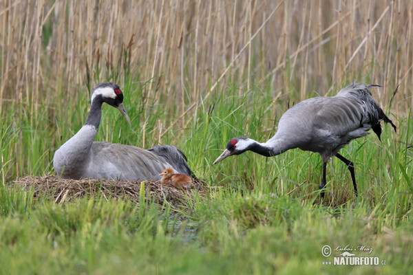 Crane (Grus grus)